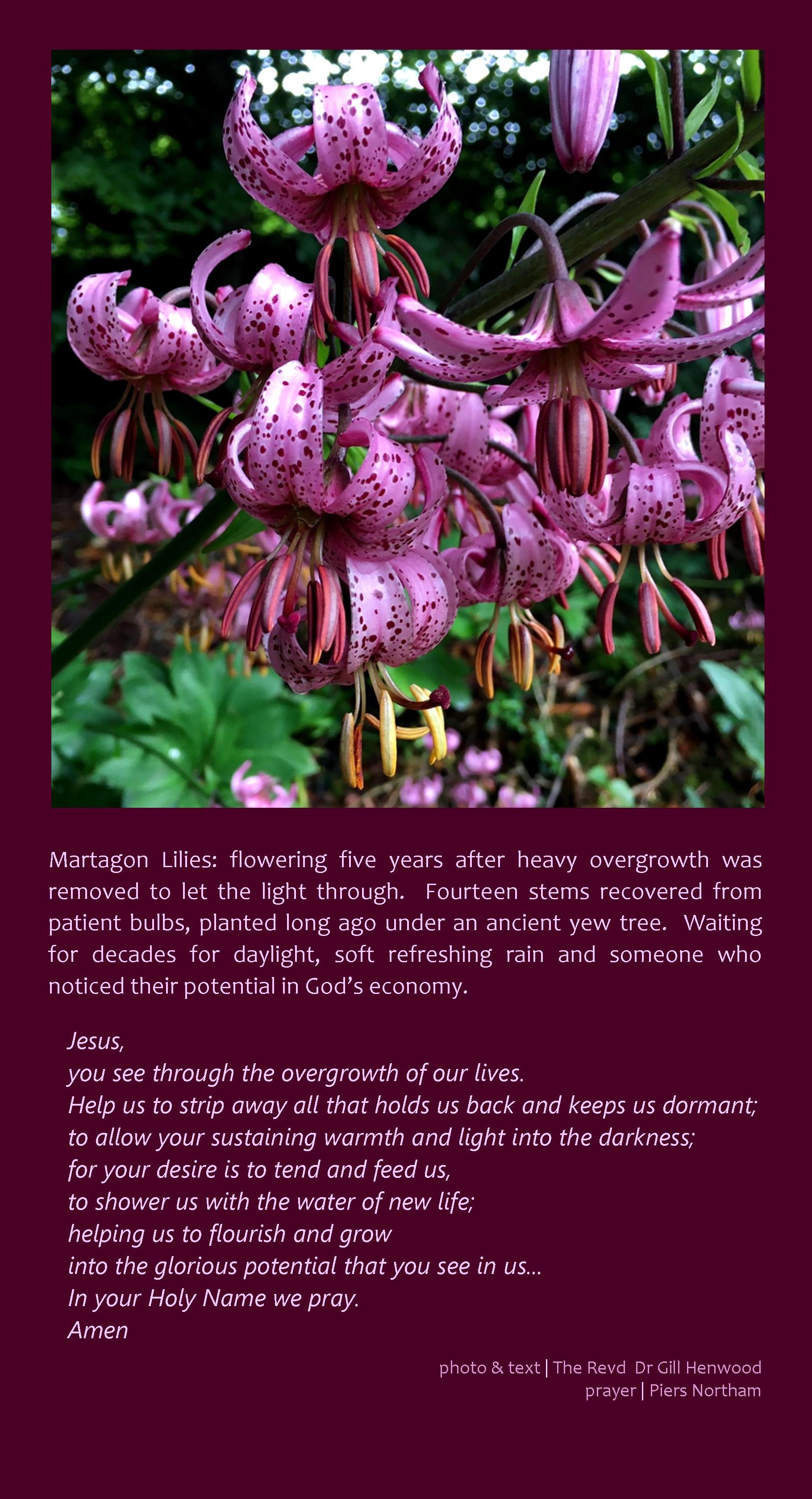 Martagon Lilies