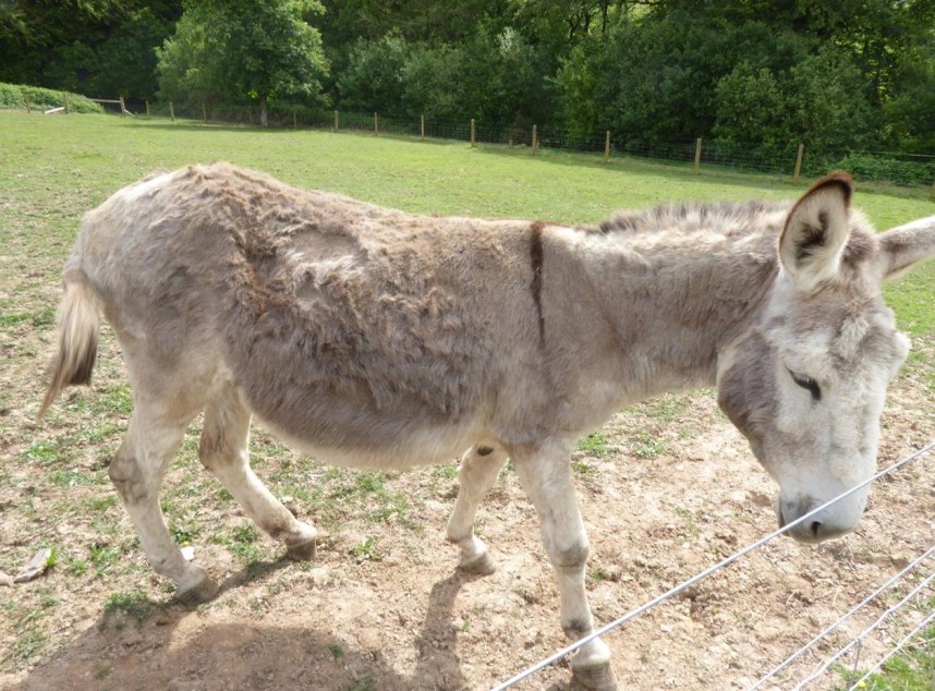 Donkey Rimi Benji the donkey – Mr G's Ponderings